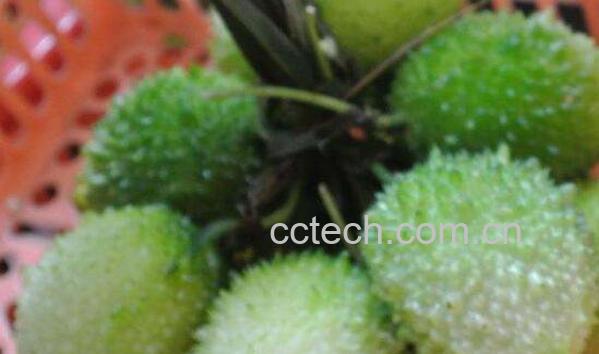 野苦瓜的功效与作用 野苦瓜图片-0