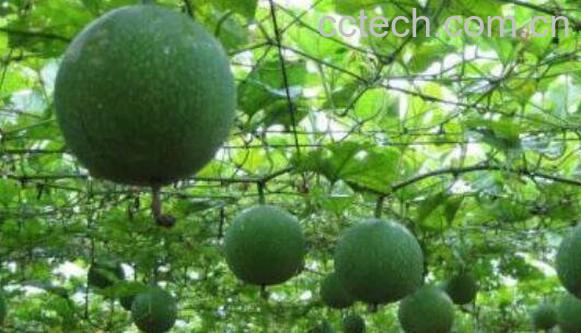 瓜蒌的功效与作用 瓜蒌的副作用-0