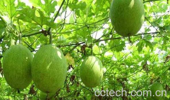 瓜蒌的功效与作用 瓜蒌的副作用-1