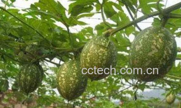 什么是瓜蒌 瓜蒌怎么吃-0