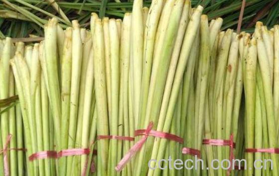 柠檬香茅的功效与作用-1