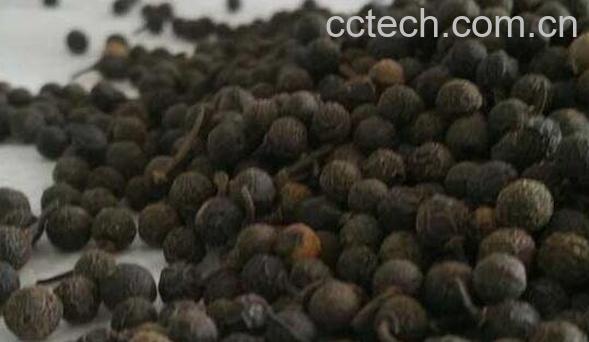 荜澄茄的功效与作用及药用价值-0