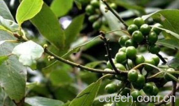 荜澄茄的功效与作用及药用价值-1