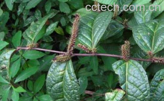 腹水草的作用与功效及药用价值-0