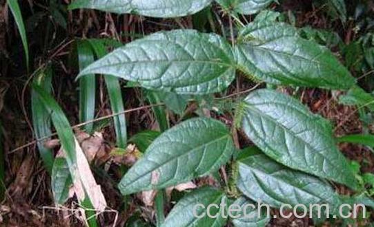 腹水草的作用与功效及药用价值-1