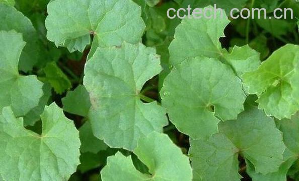 积雪草的功效与作用 积雪草能美容吗-0