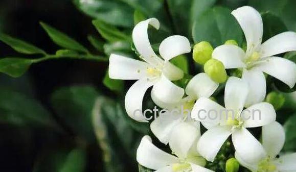 九里香花的功效与作用-0