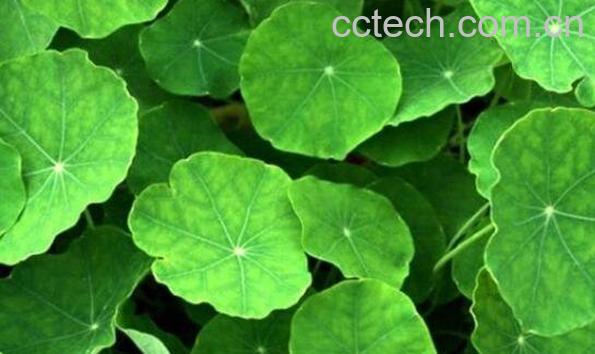 积雪草的功效与作用 积雪草能美容吗-1