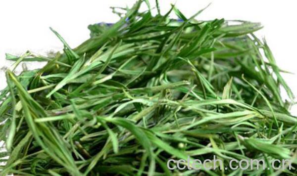 竹叶的功效与作用-0