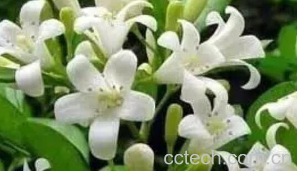 九里香花的功效与作用-1