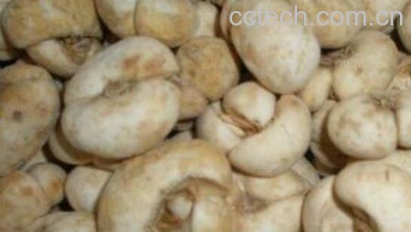 生半夏的功效与作用及禁忌-1