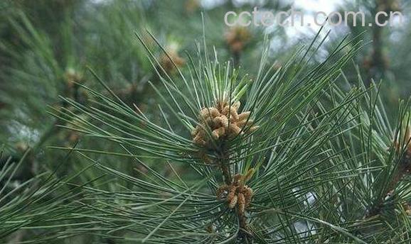 松针的功效与作用及药用价值-0