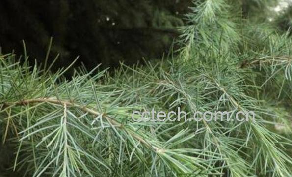 松针的功效与作用及药用价值-1