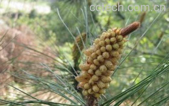 松树花粉的作用与功效及食用方法-0