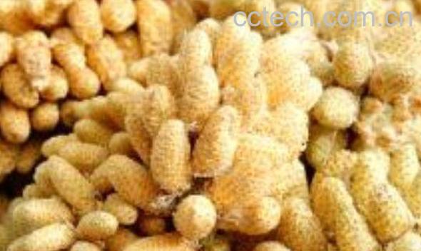 松树花粉的作用与功效及食用方法-1