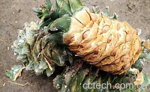 松树塔如何泡酒 松树塔泡酒有什么功效-1