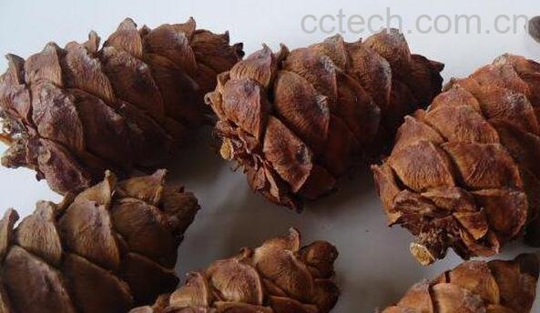 松树塔如何泡酒 松树塔泡酒有什么功效-0