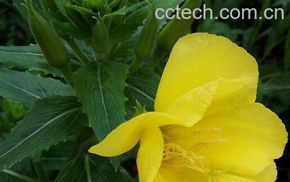 月见草的功效与作用有哪些-1