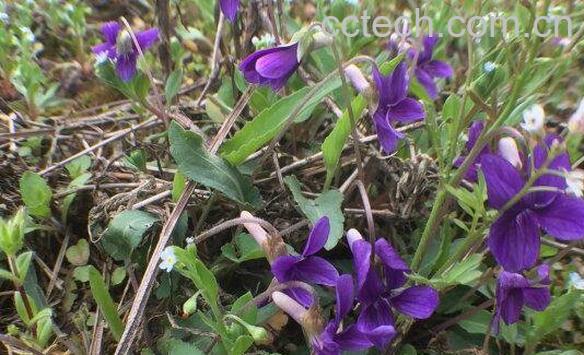 瓜子金的功效与作用及药用价值-1