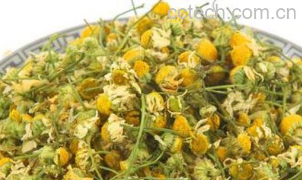 洋甘菊的功效与作用有哪些-0