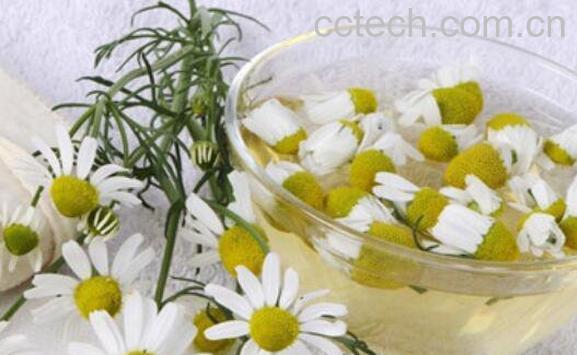 洋甘菊的功效与作用有哪些-1