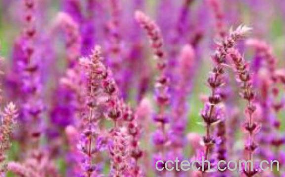 鼠尾草的功效与作用及禁忌-1