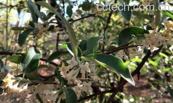  木半夏的功效与作用及药用价值-0