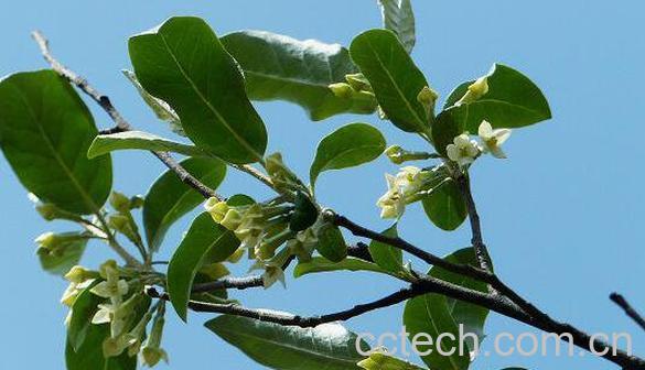  木半夏的功效与作用及药用价值-1