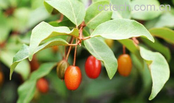 木半夏果的功效与作用-0