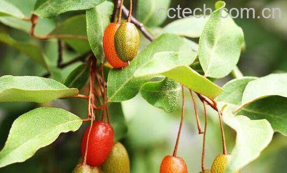 木半夏果的功效与作用-1