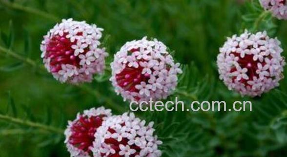 中药狼毒的功效与作用及药用价值-0