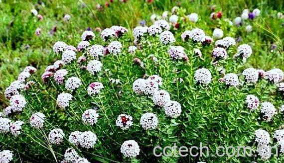 中药狼毒的功效与作用及药用价值-1