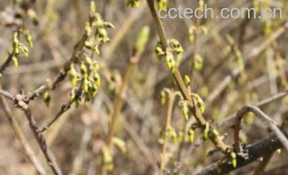 老头草的功效与作用及药用价值-1