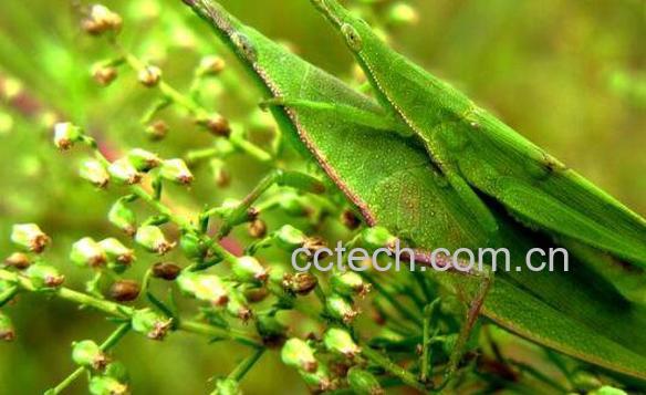老头草的功效与作用及药用价值-0