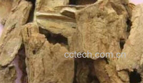 椿根皮的功效与作用-1