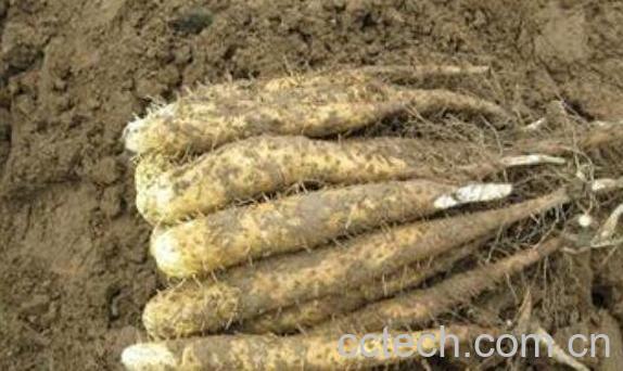  土圈儿的功效与作用及药用价值-1