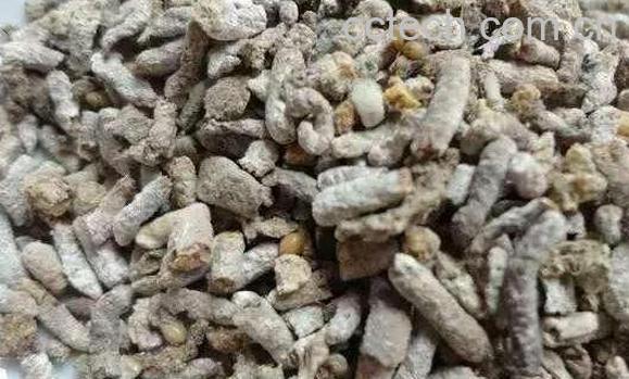 白丁香的功效与作用及药用价值-1