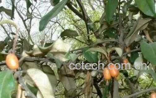 木半夏与胡颓子区别 木半夏的药用价值-1