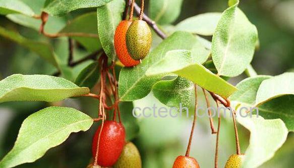 木半夏与胡颓子区别 木半夏的药用价值-0