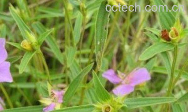 天香炉的功效与作用及药用价值-0