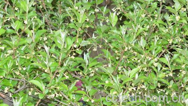 木半夏可以吃吗 木半夏怎么吃-0