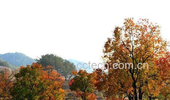 乌桕树的功效与作用及药用价值-0