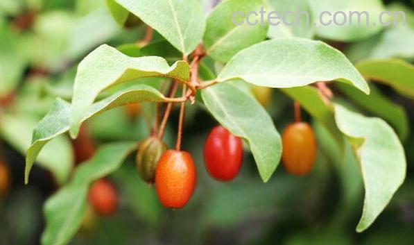 木半夏可以吃吗 木半夏怎么吃-1