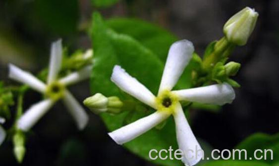 络石藤的功效与作用及副作用-0