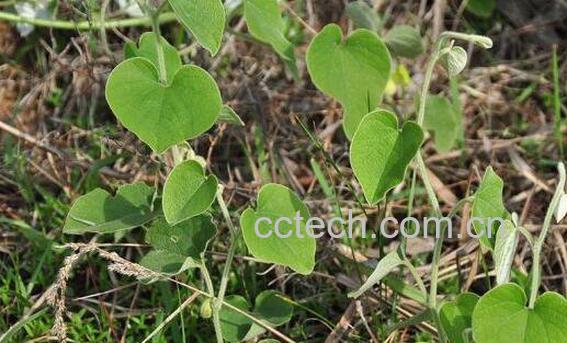 寻骨风的功效与作用及药用价值-0