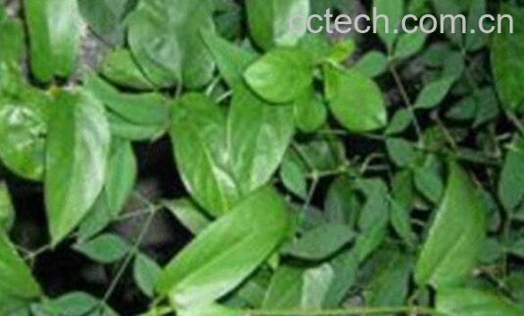 络石藤的功效与作用及副作用-1