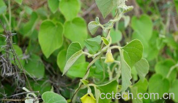 寻骨风的功效与作用及药用价值-1