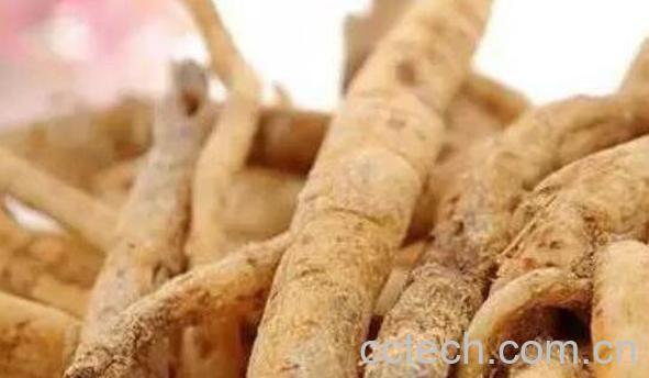 力参的功效与作用-0