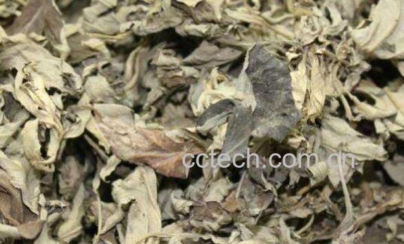 艾叶提取物的功效与作用-1