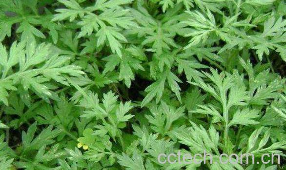 艾叶提取物的功效与作用-0